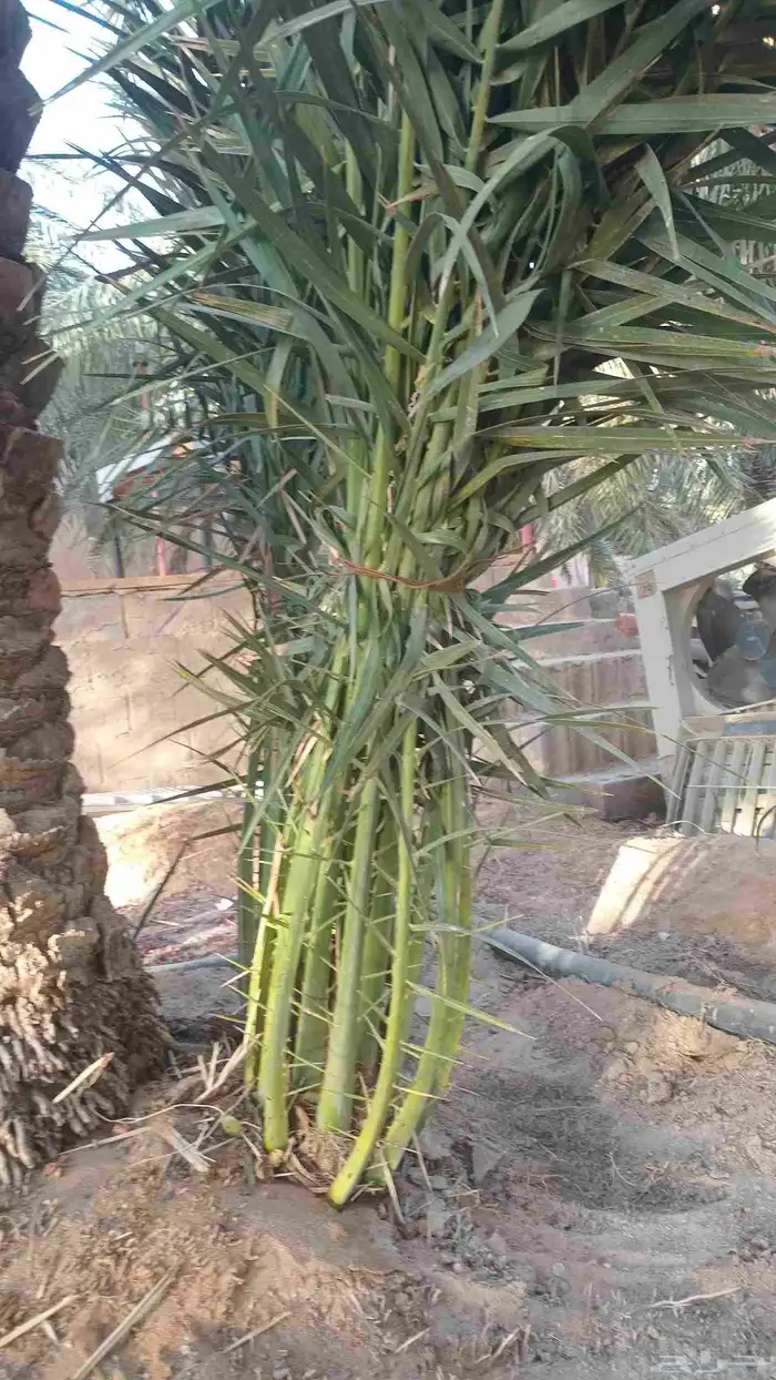 يوجد لدينا جميع انواع النخيل الى جميع أنحاء المملكة نقايل فل 7