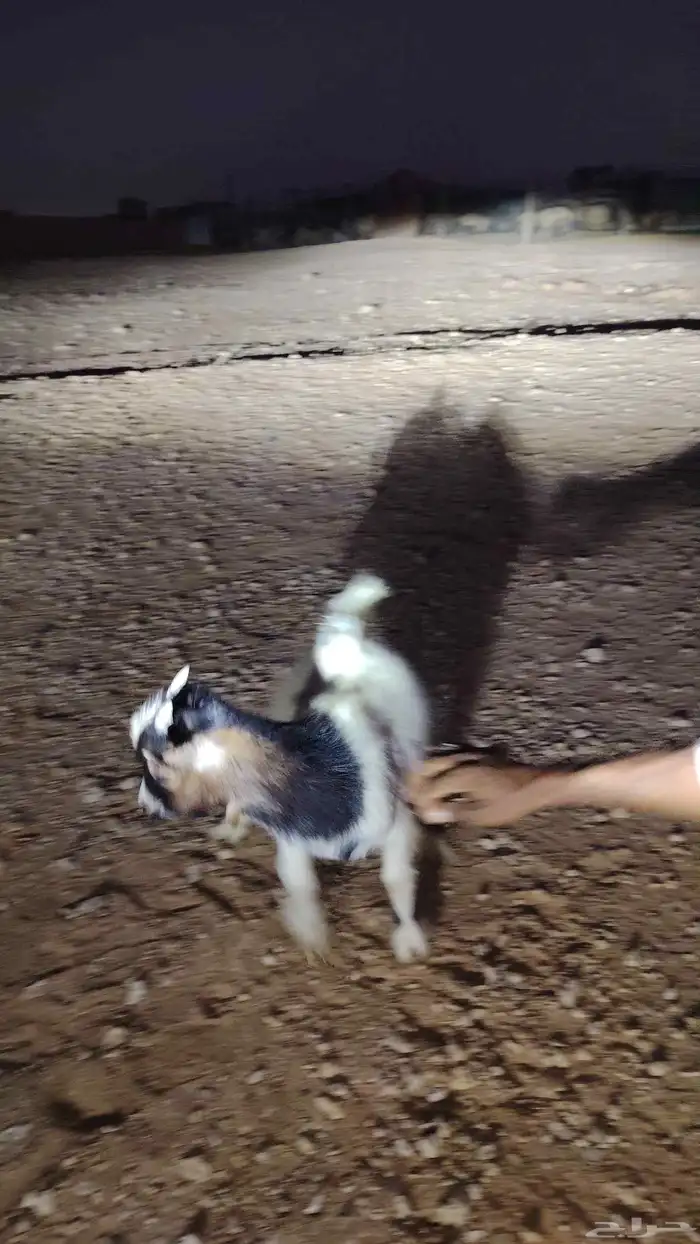 عندي تيس غزمي البيع عمره اربع شهور 2