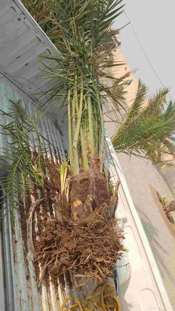 يوجد لدينا جميع انواع النخيل الى جميع أنحاء المملكة نقايل فل 2