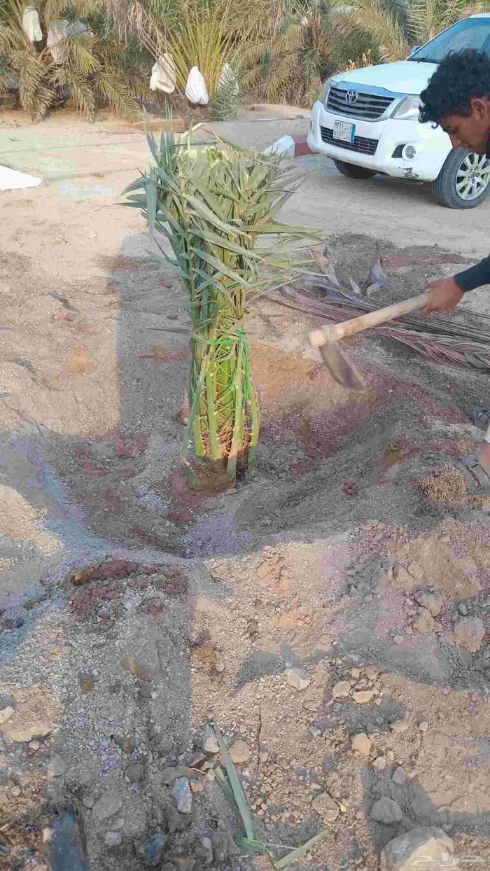 يوجد لدينا جميع انواع النخيل الى جميع أنحاء المملكة نقايل فل 6