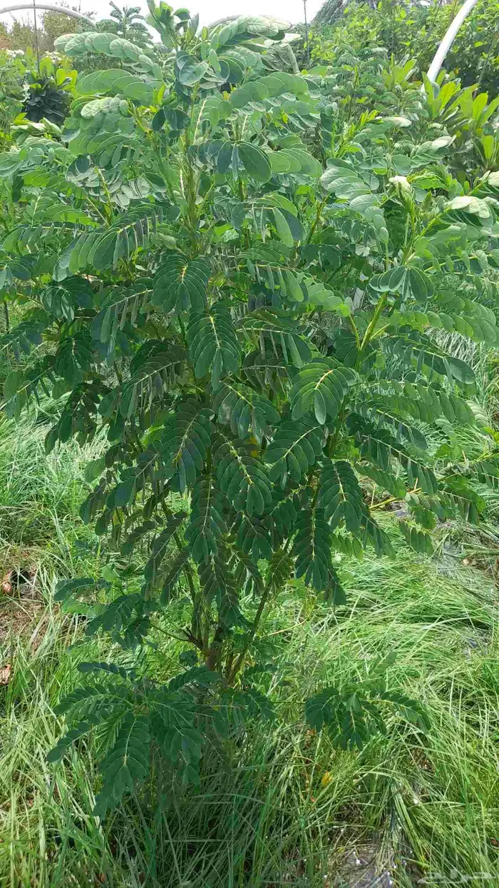 مزرعة الياسمين 9