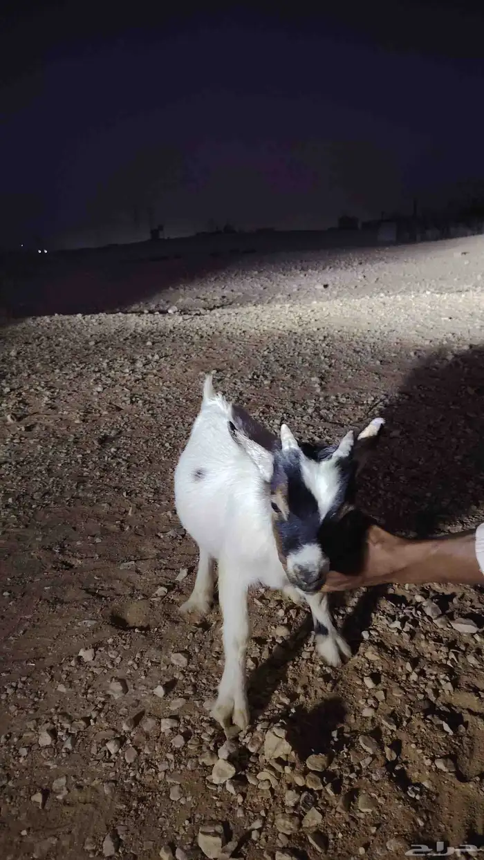 عندي تيس غزمي البيع عمره اربع شهور 0