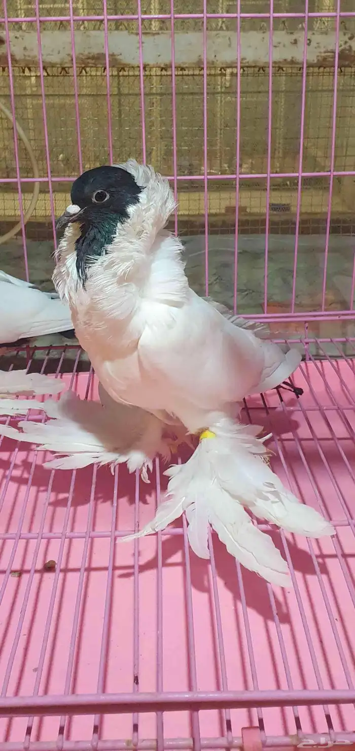 للبيع اناثي حمام مورهد 3