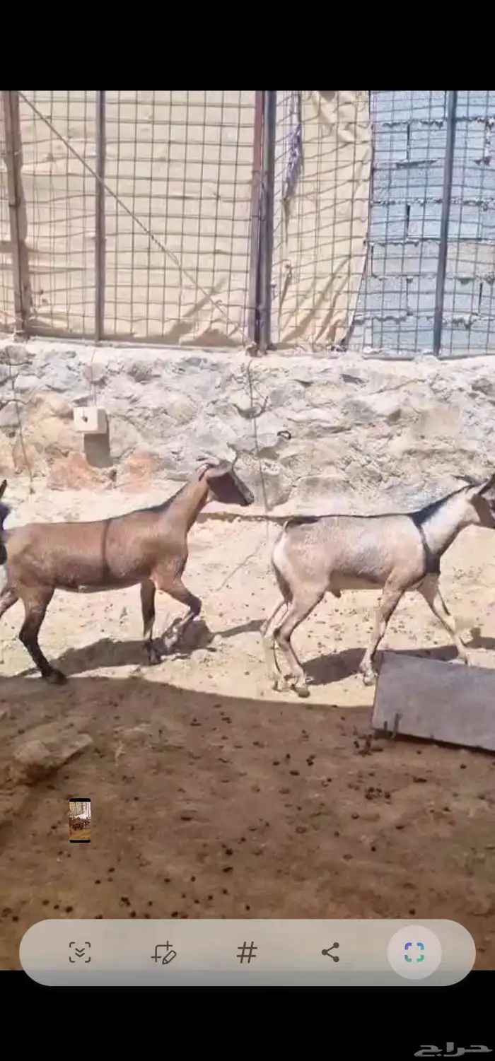 هجين وعل 7