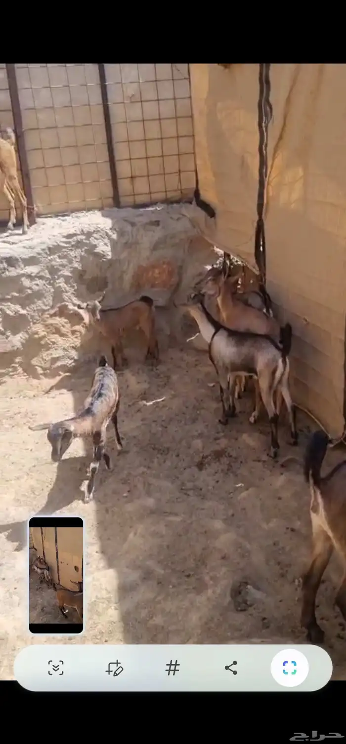 هجين وعل 5