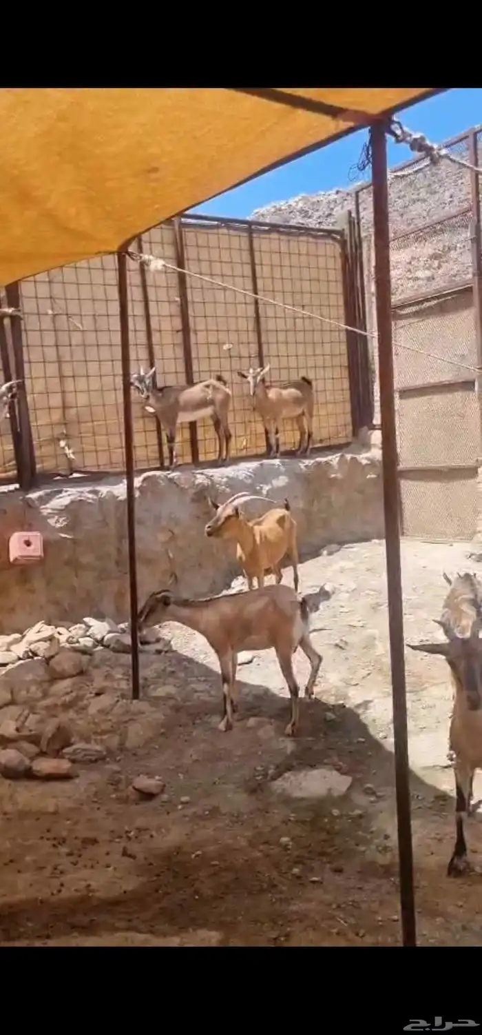 هجين وعل 10