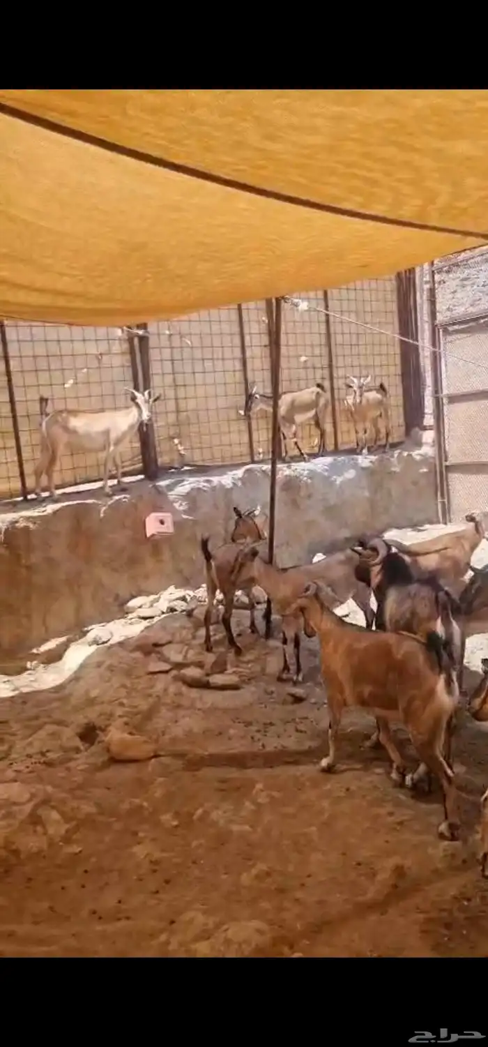 هجين وعل 0