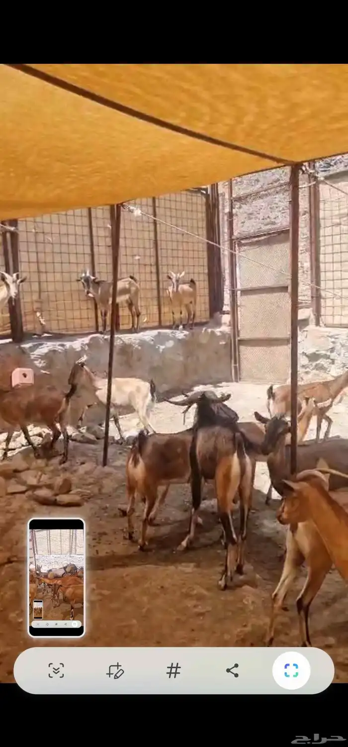 هجين وعل 8