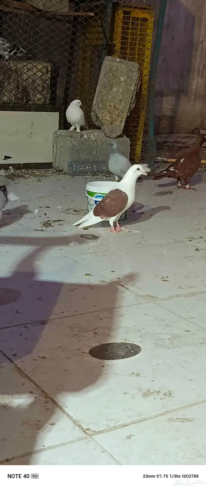 حمام زاجل للبيع جوزين منتجه وذكر 2