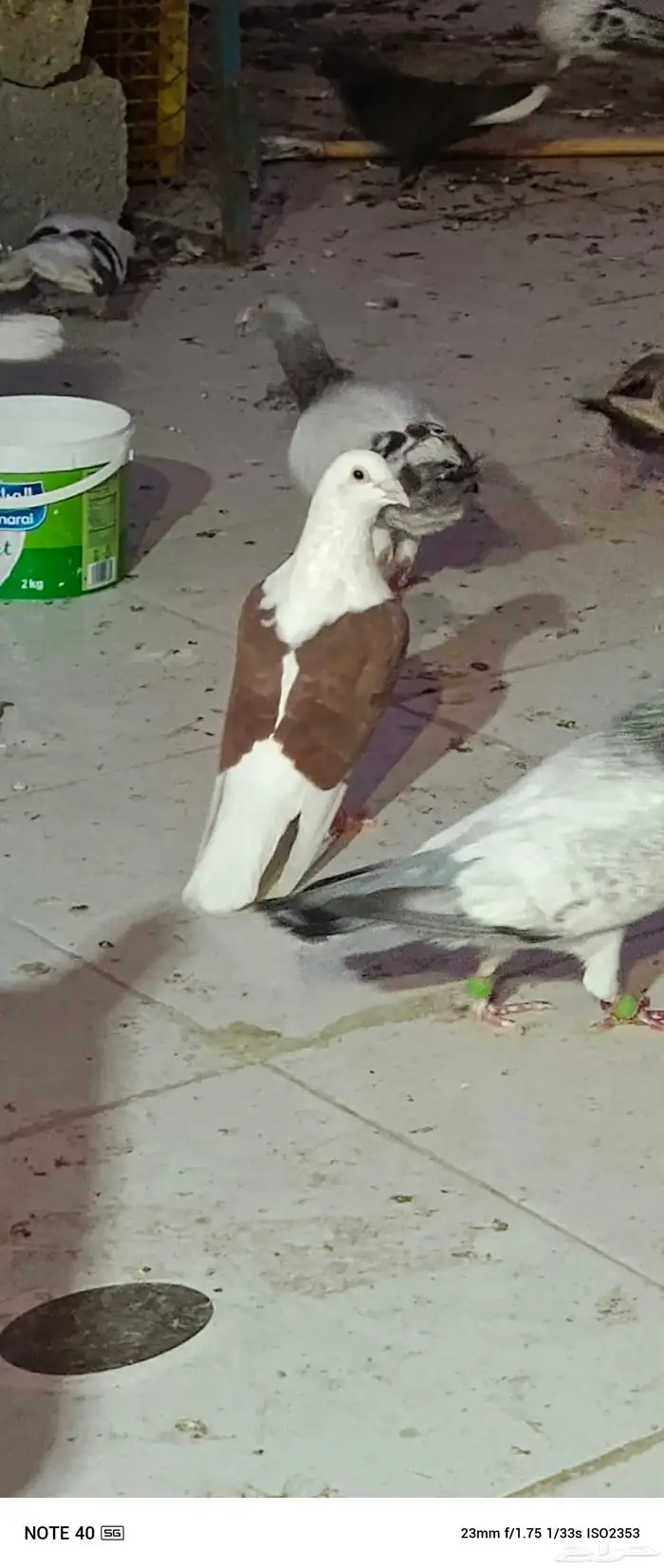 حمام زاجل للبيع جوزين منتجه وذكر 3