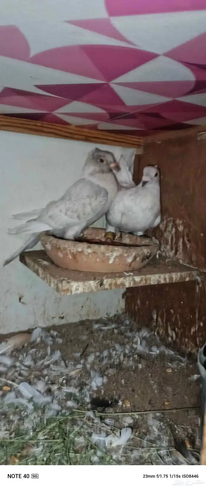 حمام زاجل للبيع جوزين منتجه وذكر 0