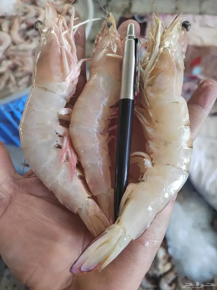 روبيان وسط روبيان فرخ الجامبو 3