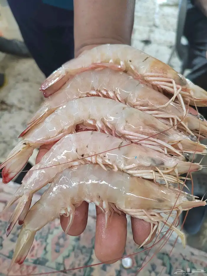 روبيان وسط روبيان فرخ الجامبو 2