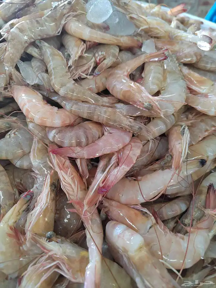 روبيان وسط روبيان فرخ الجامبو 0