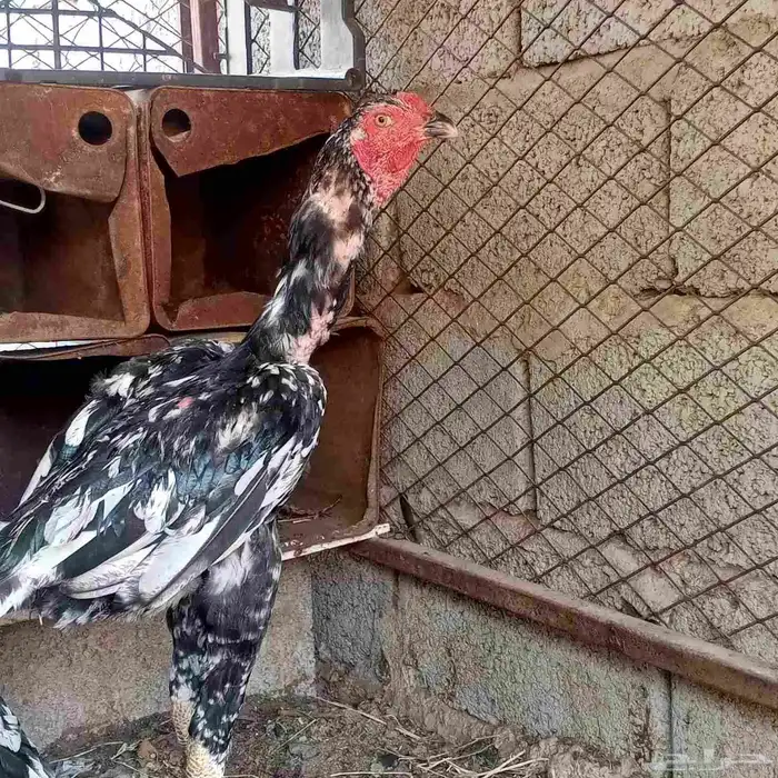 ديك باكستاني من امفن 1