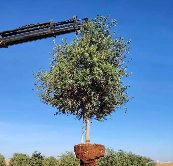 زيتون مثمر 7