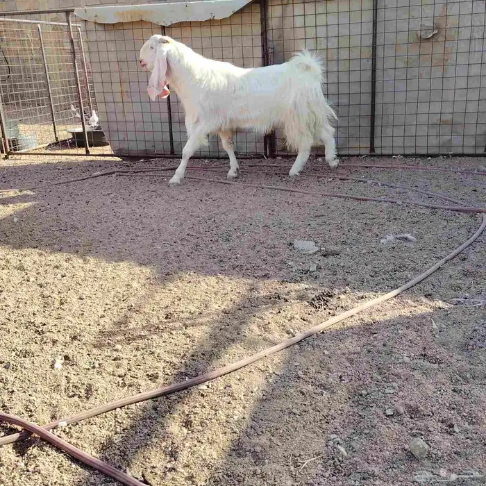 تيس مطور سن ماهو رباع خش سدس جرم فاخر يقرع على شرط 0