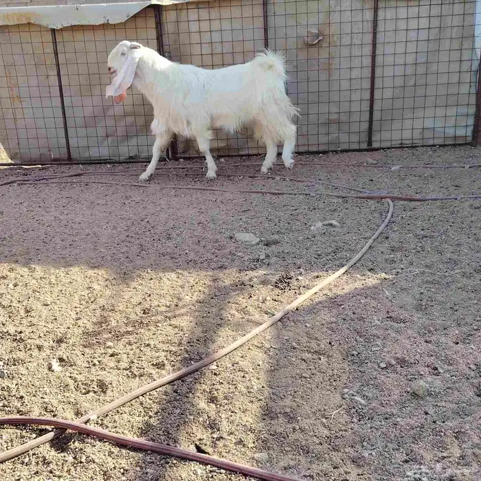 تيس مطور سن ماهو رباع خش سدس جرم فاخر يقرع على شرط 1