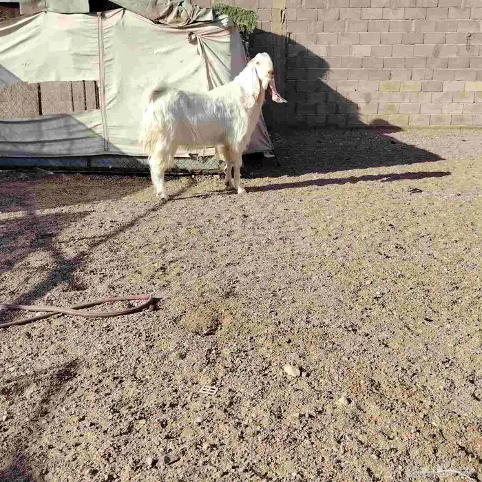 تيس مطور سن ماهو رباع خش سدس جرم فاخر يقرع على شرط 2