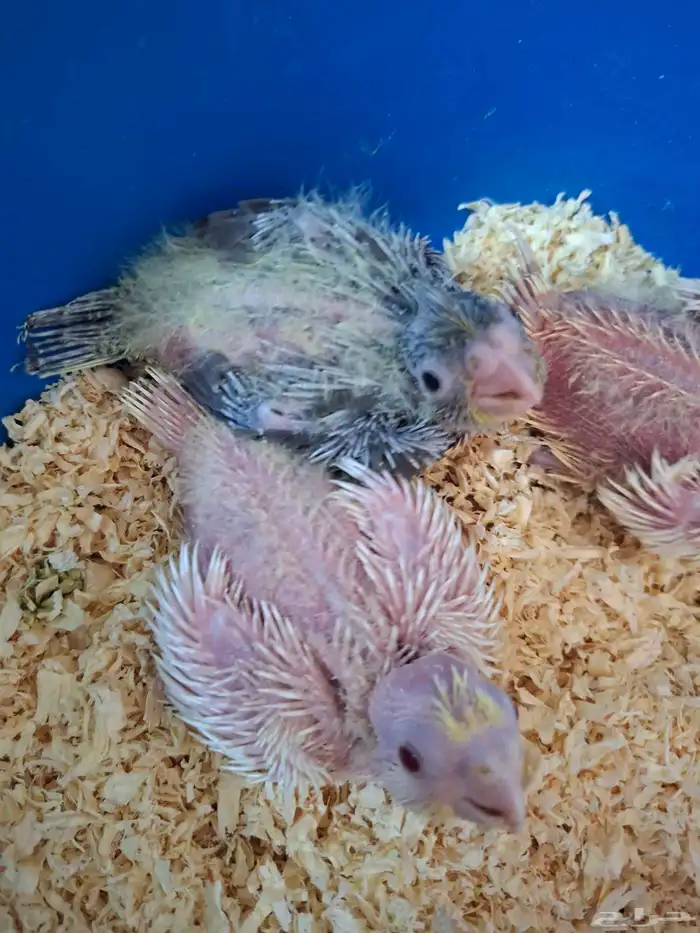 فروخ كروان ( تم البيع ) 1