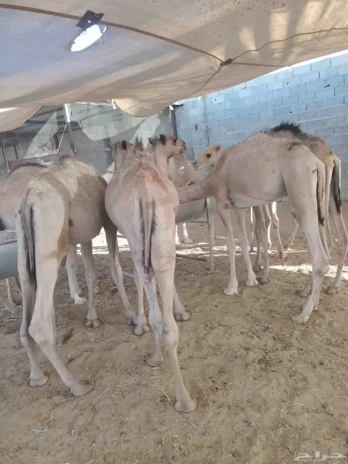 قعدان صومالية مفاريد بسعر تنافسي جدا 6