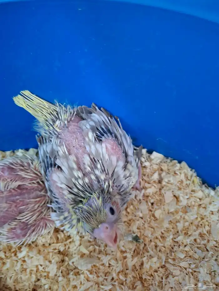 فروخ كروان ( تم البيع ) 2