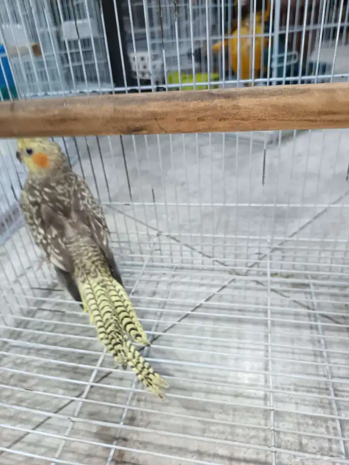 زوج كروان منتج 4