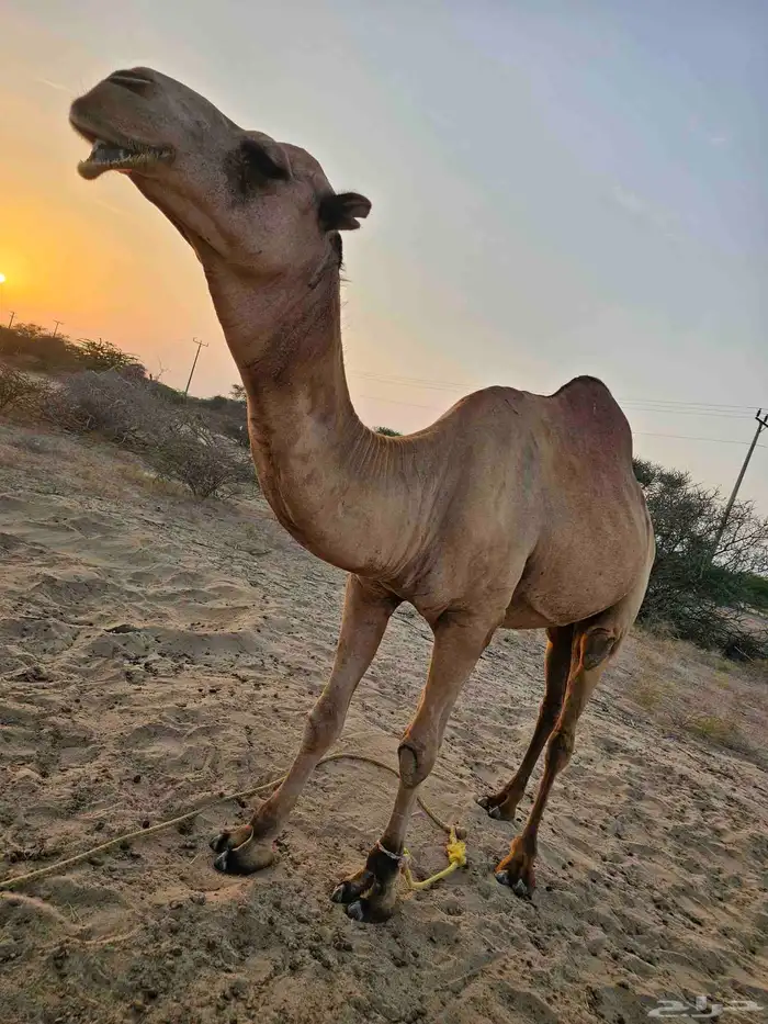 بعير للبيع على السوم اتصال 1
