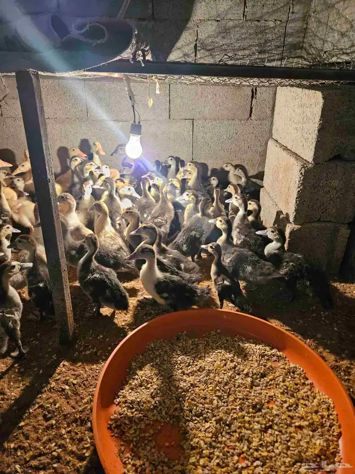 للبيع صوص بح وبكين العمر من يومين إلى شهر ونص العدد 100 جوز 11