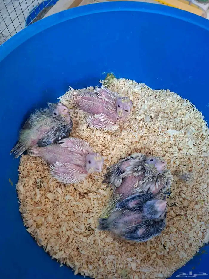 فروخ كروان ( تم البيع ) 5