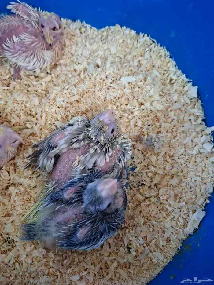 فروخ كروان ( تم البيع ) 3