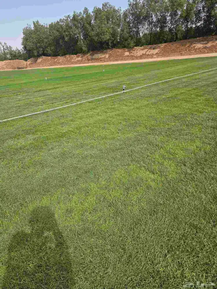 ثيل طبيعي نخل 4
