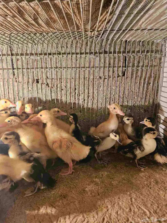 للبيع صوص بح وبكين العمر من يومين إلى شهر ونص العدد 100 جوز 4