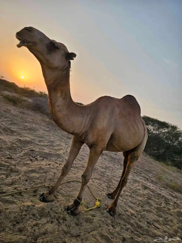 بعير للبيع على السوم اتصال 0