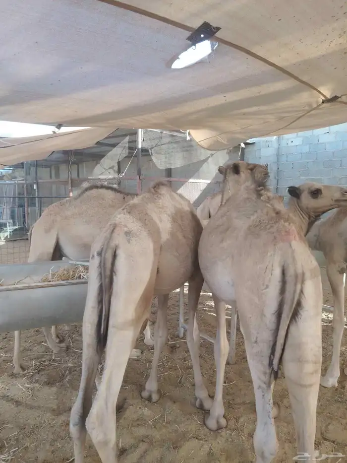 قعدان صومالية مفاريد بسعر تنافسي جدا 3