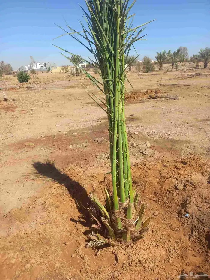 فصايل يوجد لدينا نخل وفصايل جميع انواعه 2