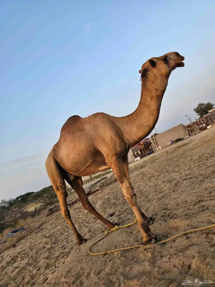 بعير للبيع على السوم اتصال 4