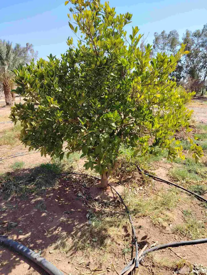 زيتون مثمر 5