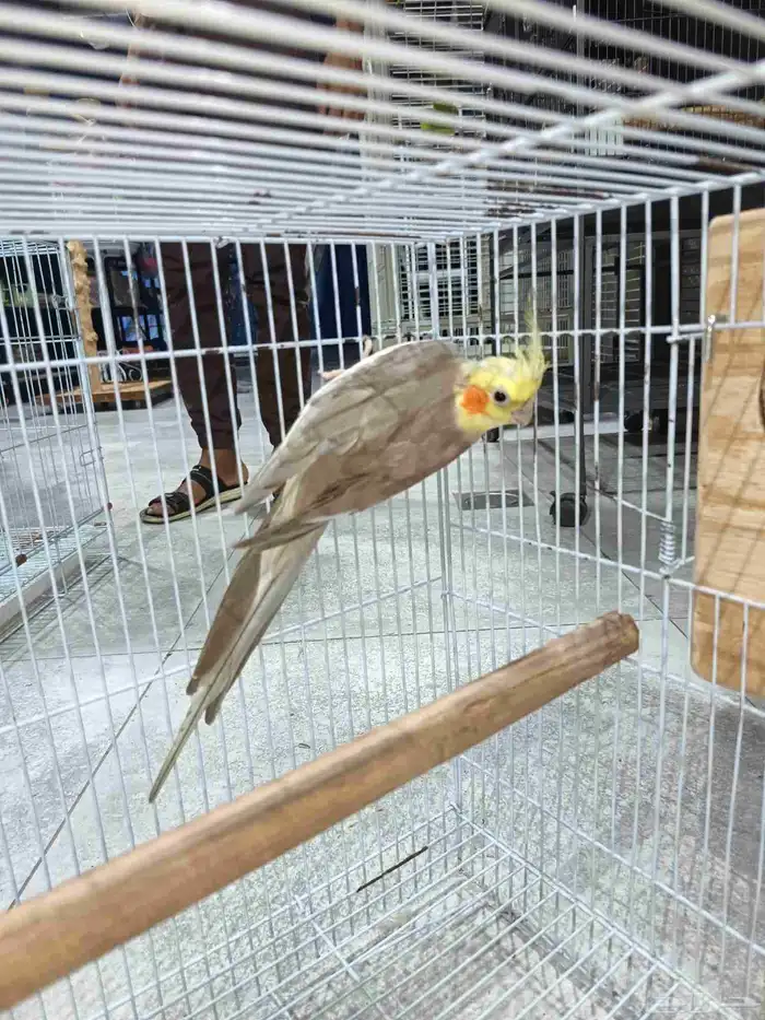 زوج كروان منتج 0