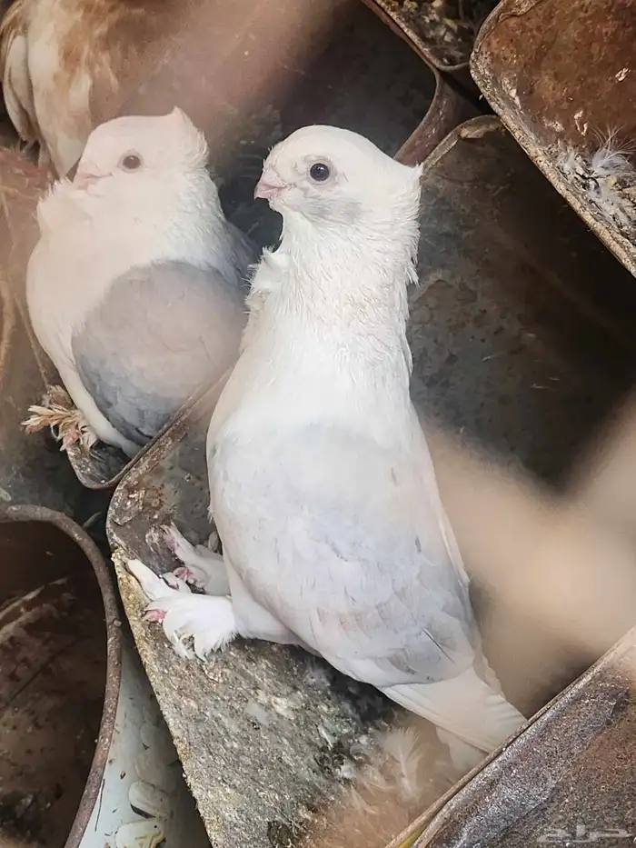 زوج حمام روماني منتج 0