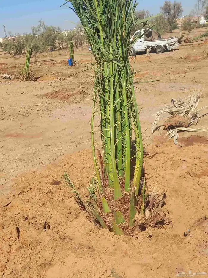 فصايل يوجد لدينا نخل وفصايل جميع انواعه 0