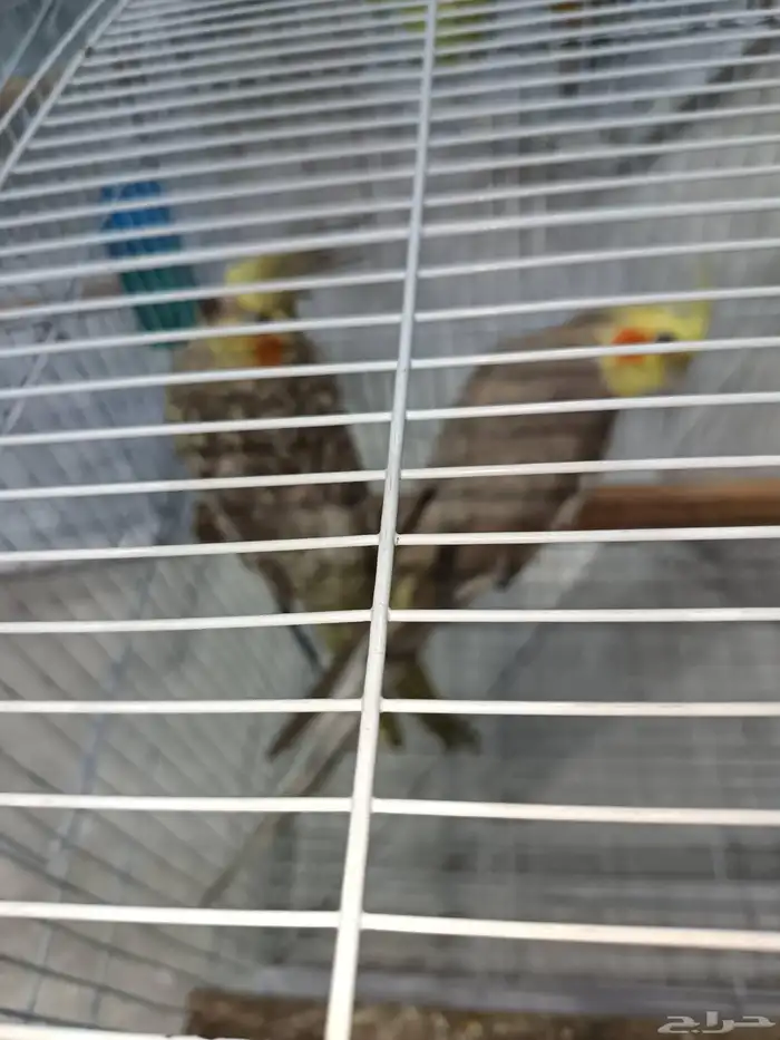 زوج كروان منتج 6