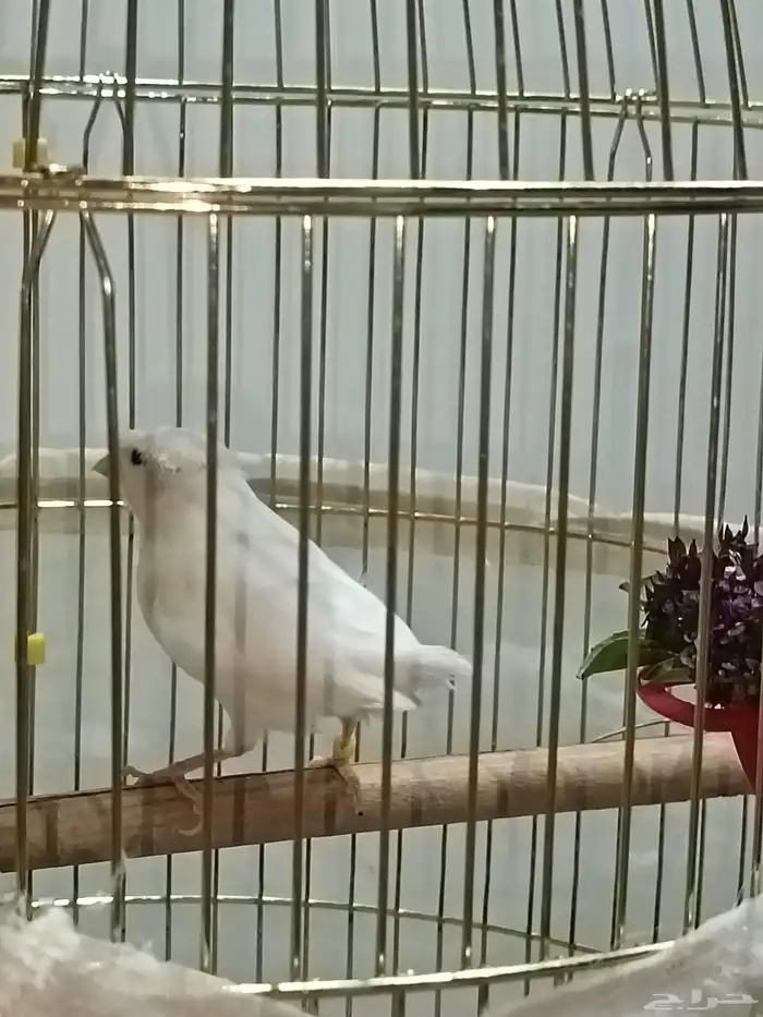 للبيع ذكر كناري ((تم البيع)) 4
