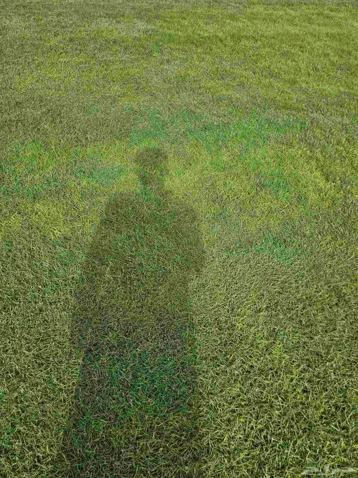 ثيل طبيعي نخل 0