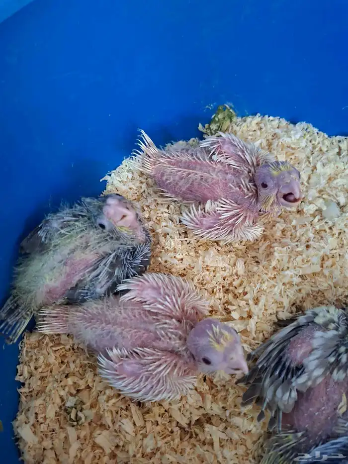 فروخ كروان ( تم البيع ) 4