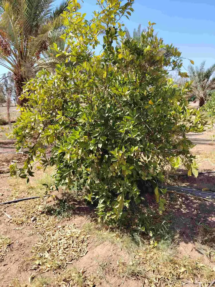 زيتون مثمر 6