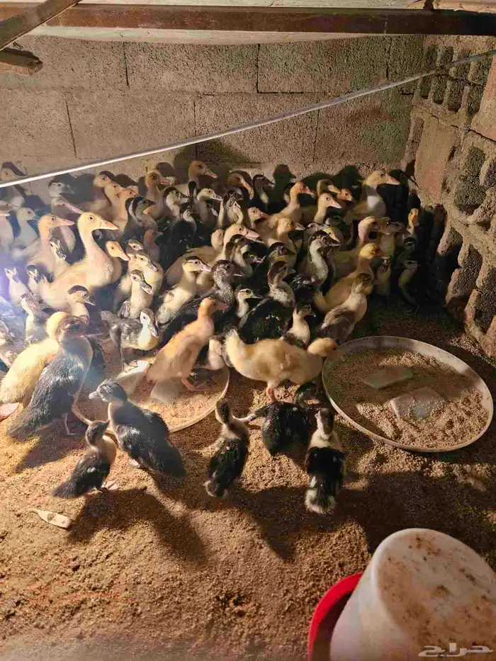 للبيع صوص بح وبكين العمر من يومين إلى شهر ونص العدد 100 جوز 15