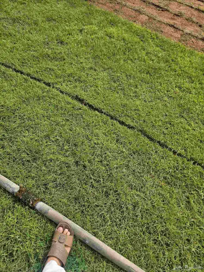 ثيل طبيعي نخل 5