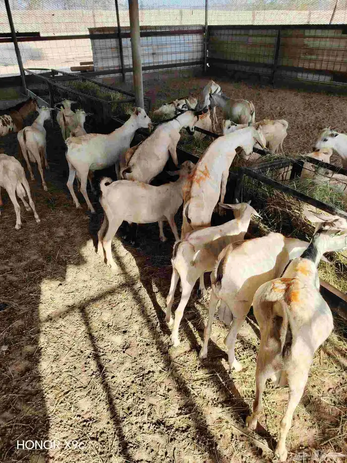 تيوس صومالي جذعان جاهزة للذبح أو التسمين 480 2