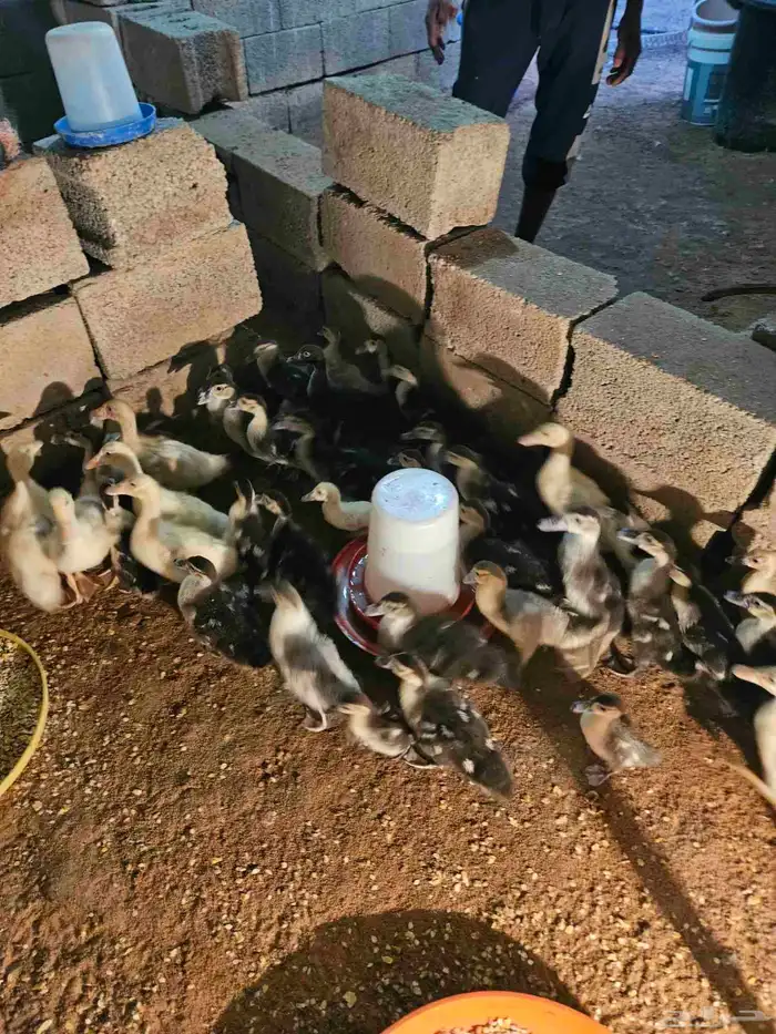 للبيع صوص بح وبكين العمر من يومين إلى شهر ونص العدد 100 جوز 13